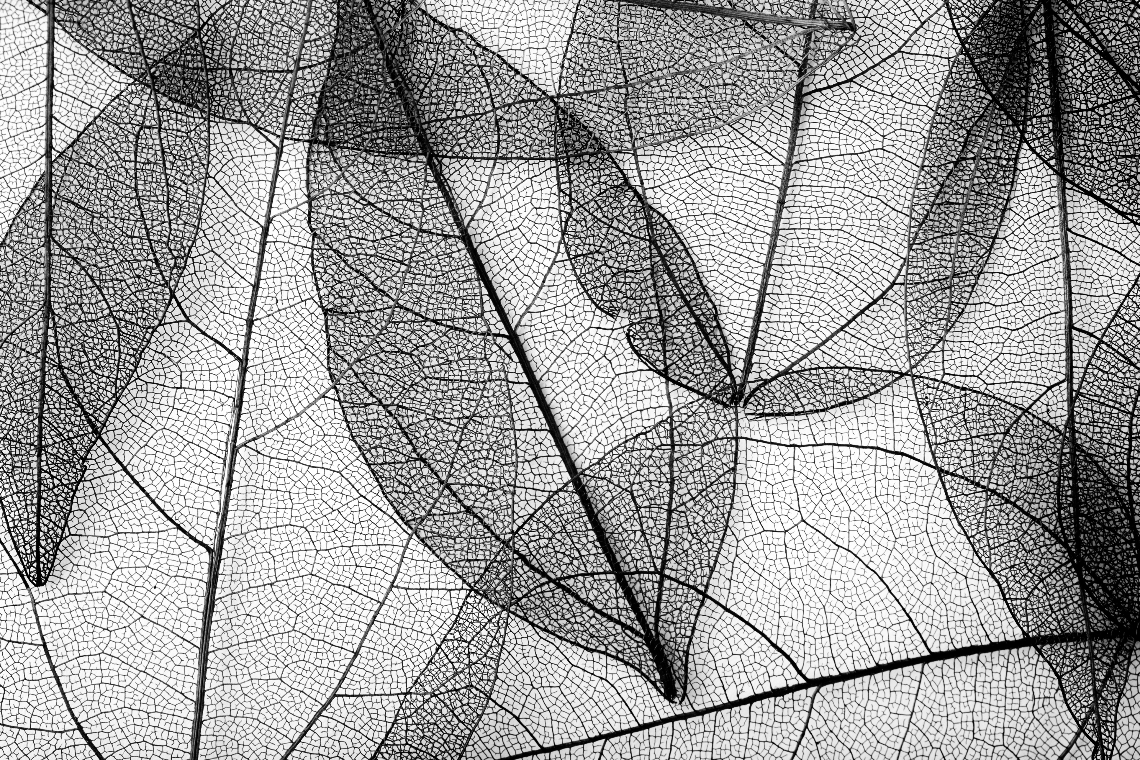 collectives-3.jpg (1)