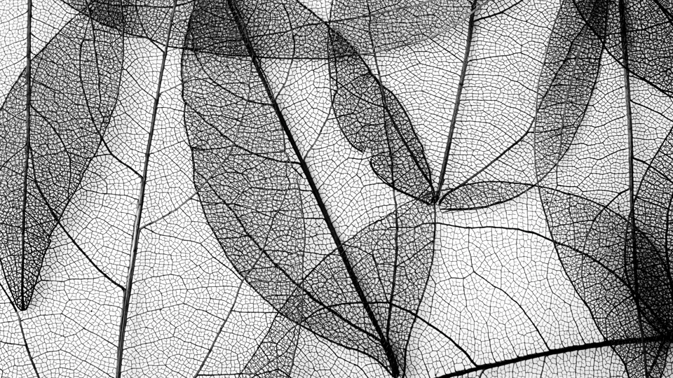 collectives-3.jpg (1)