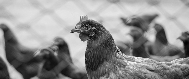 broiler-chicken.jpg