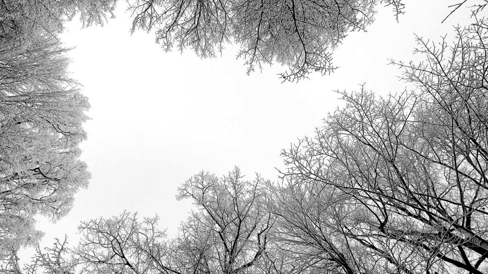 2025 Year in Review: Collective Redress